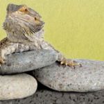 Link to Bearded Dragons Website